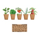SALAD Kit de culture salade